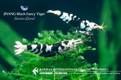 Black Fancy Tiger