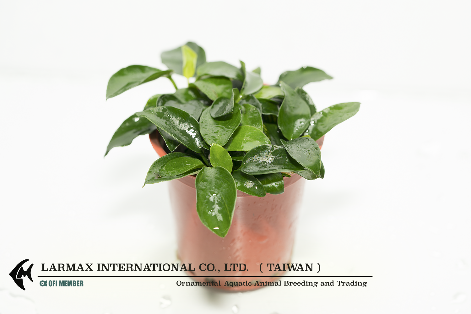Anubias barteri "Petite"