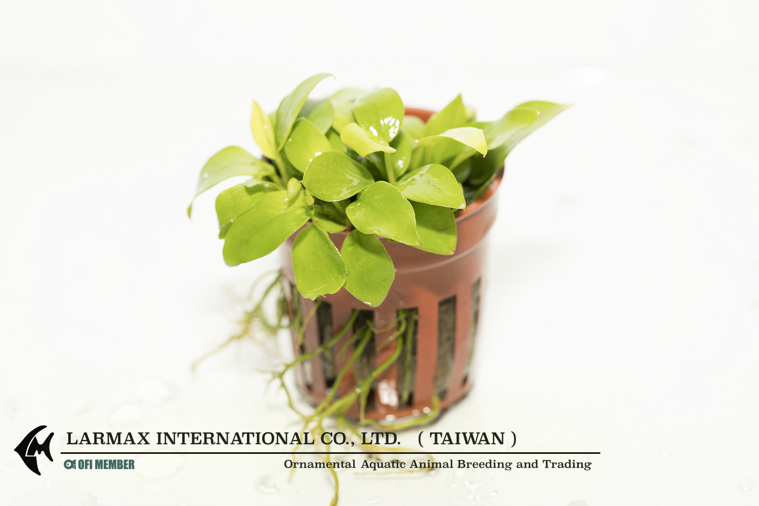 Anubias barteri "Nana" (Mini Golden)