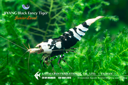 Black Fancy Tiger