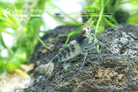 Now Available – Caridina boehmei (Mambo Bee)