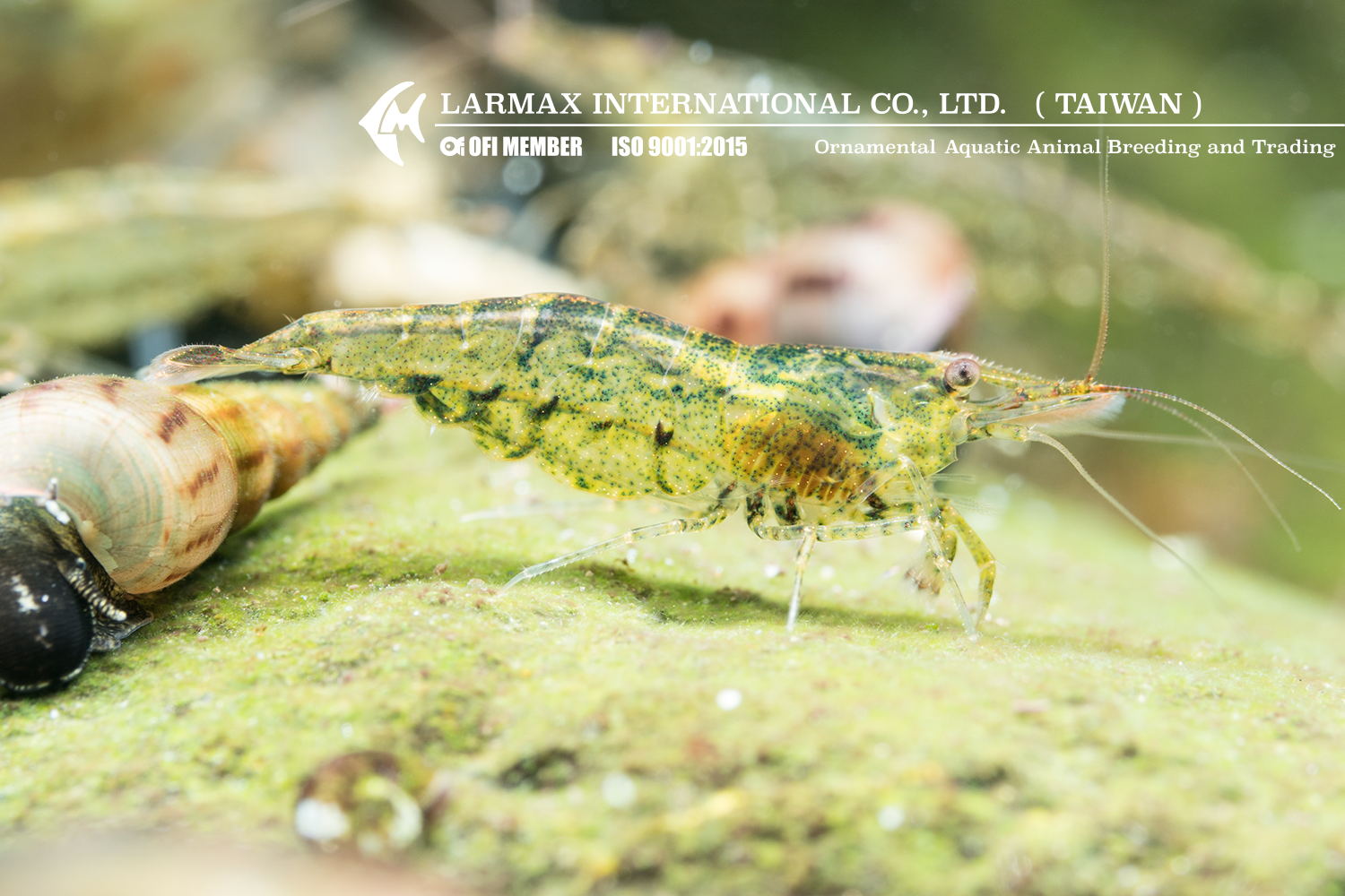 Cleaner Shrimp(Mix)