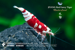 TAIJI Red Fancy Tiger