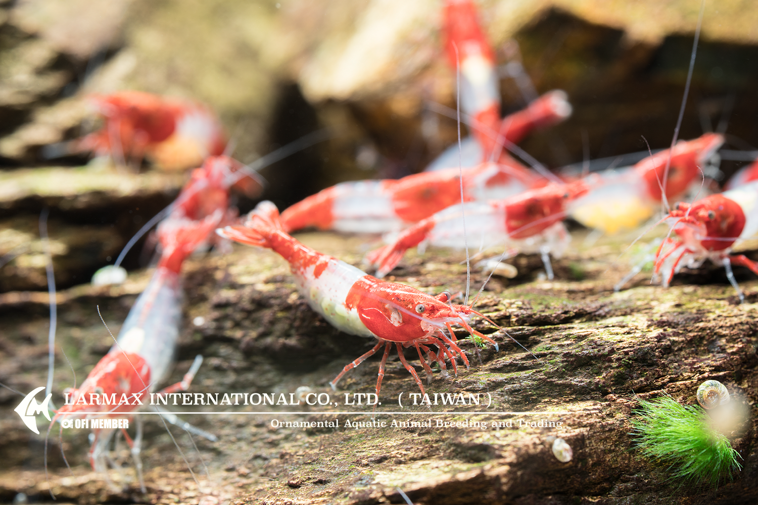 Red Rili(Female)