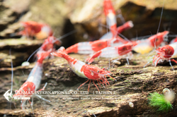 Red Rili（Female）