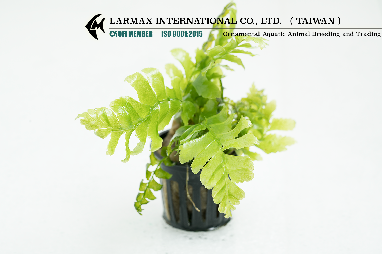 Hymenasplenium obscurum