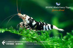 Black Fancy Tiger