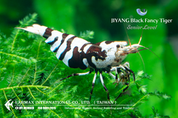 Black Fancy Tiger