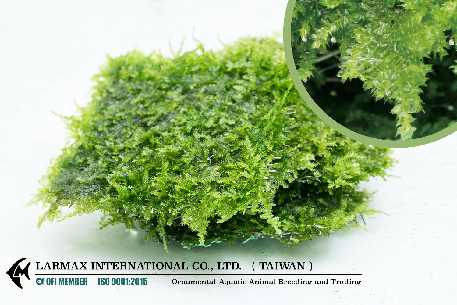 Taxiphyllum sp. "X'mas"