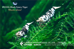 Black Fancy Tiger