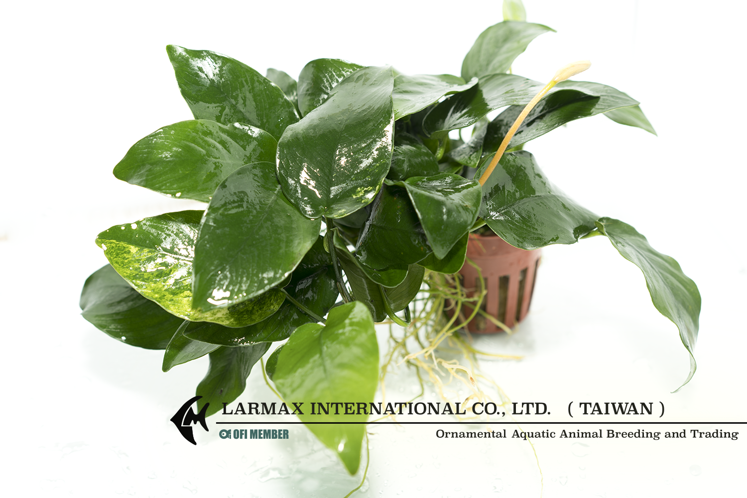 Anubias barteri "Nana"