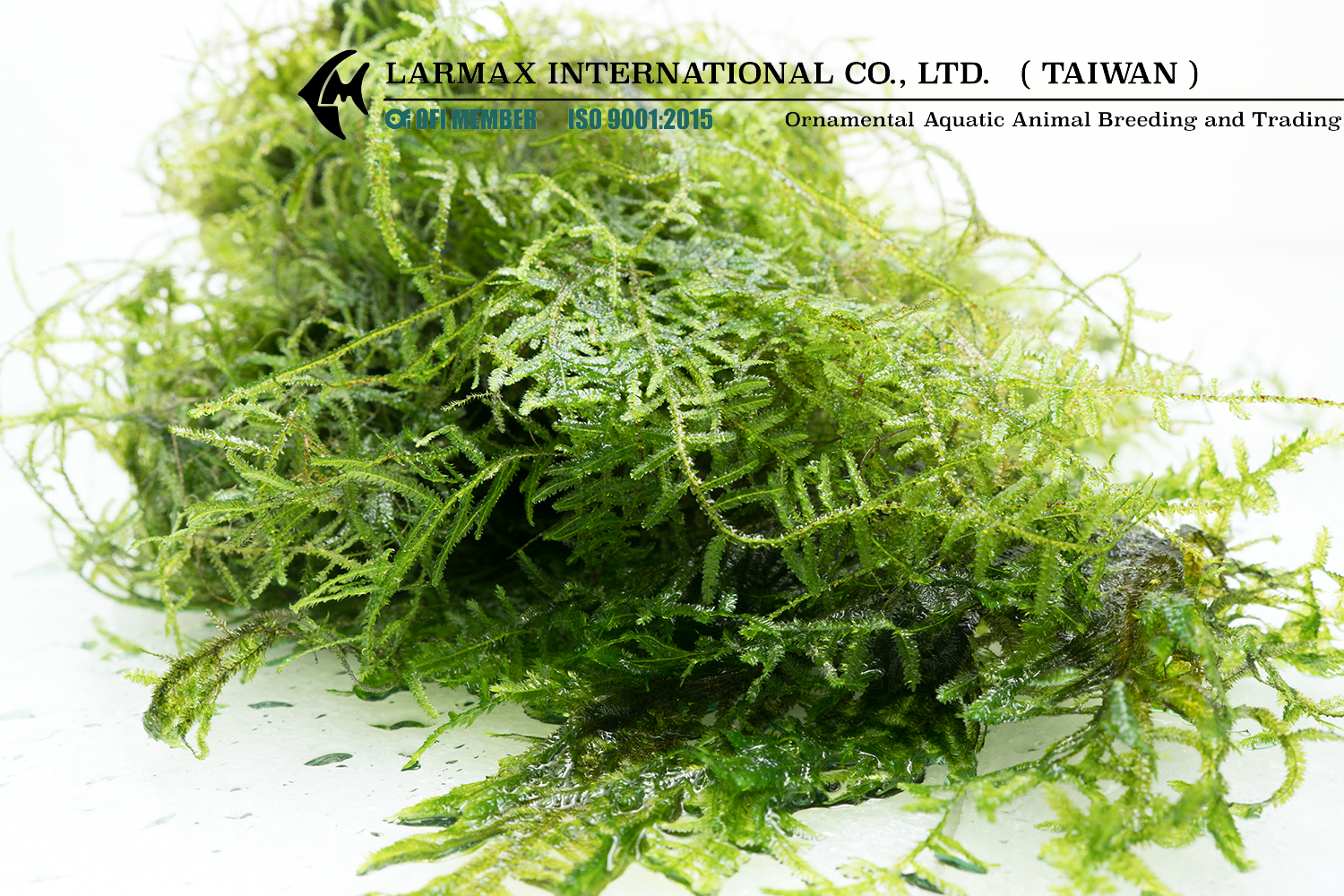Vesicularia dubyana (Java Moss)