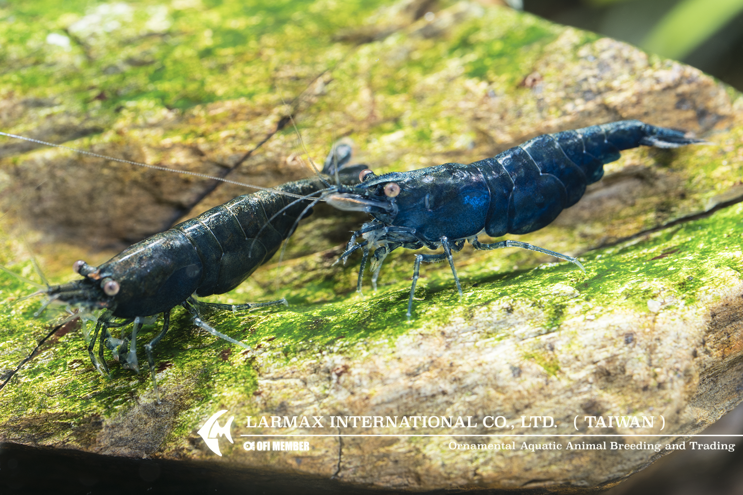 Sapphire(Female)