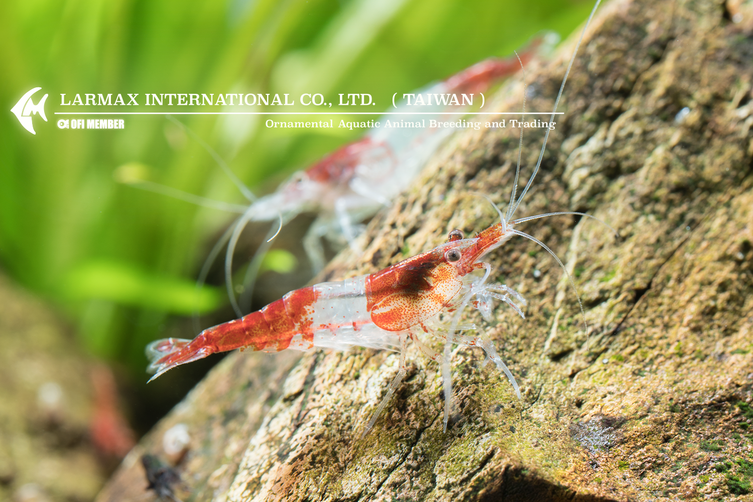 Red Rili(Male)