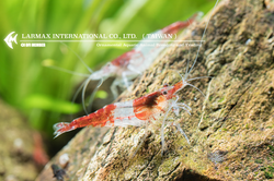 Red Rili（Male）