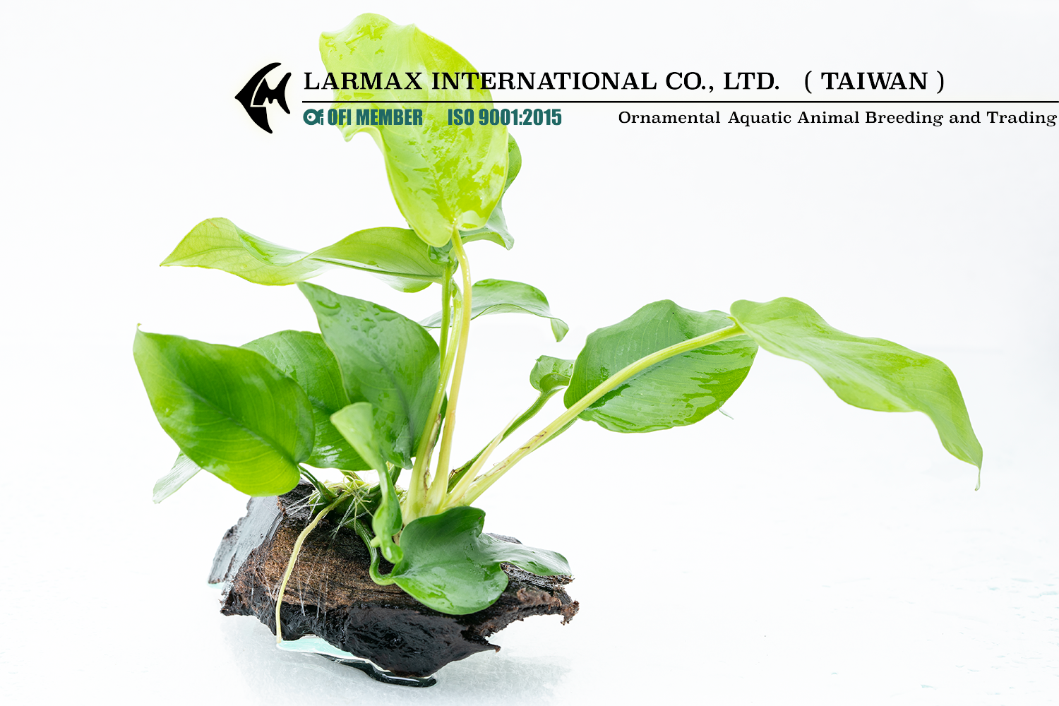 Anubias barteri "Nana" (Gold)