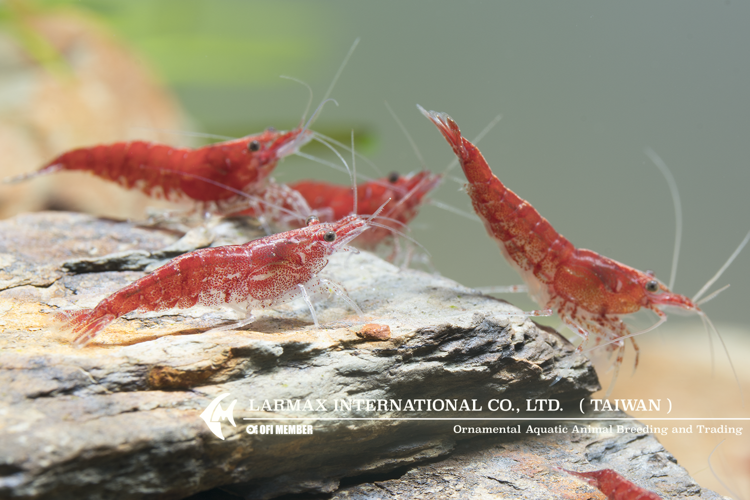 Fire Shrimp(Male)