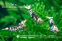 Black Fancy Tiger