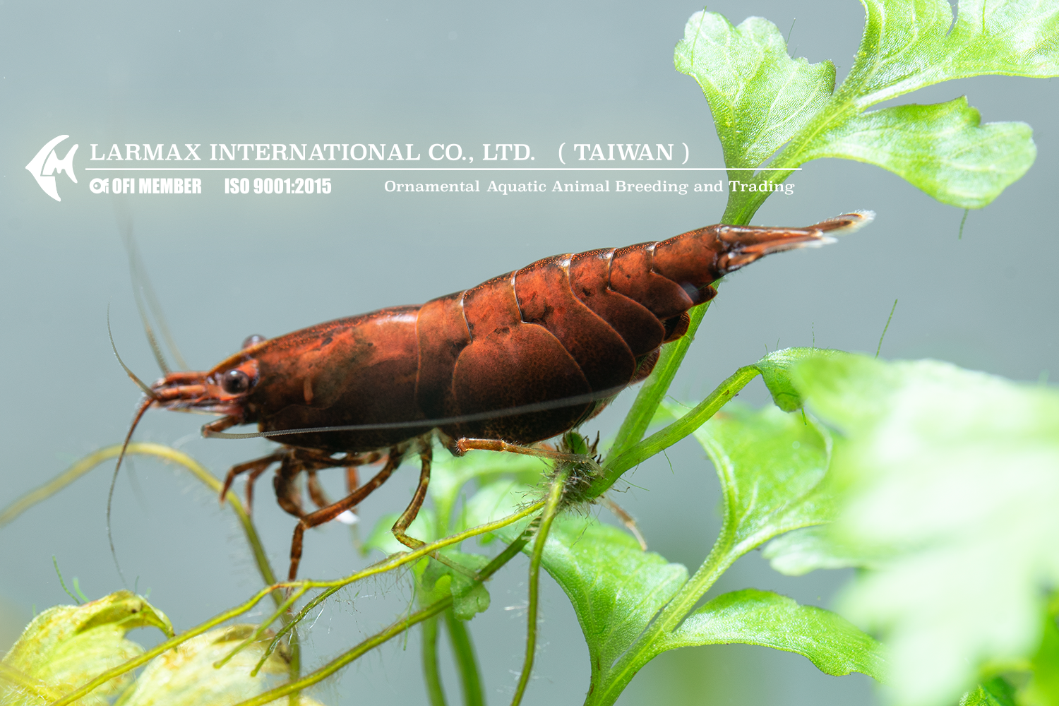 Red Onyx(Female)