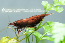 Red Onyx（Female）