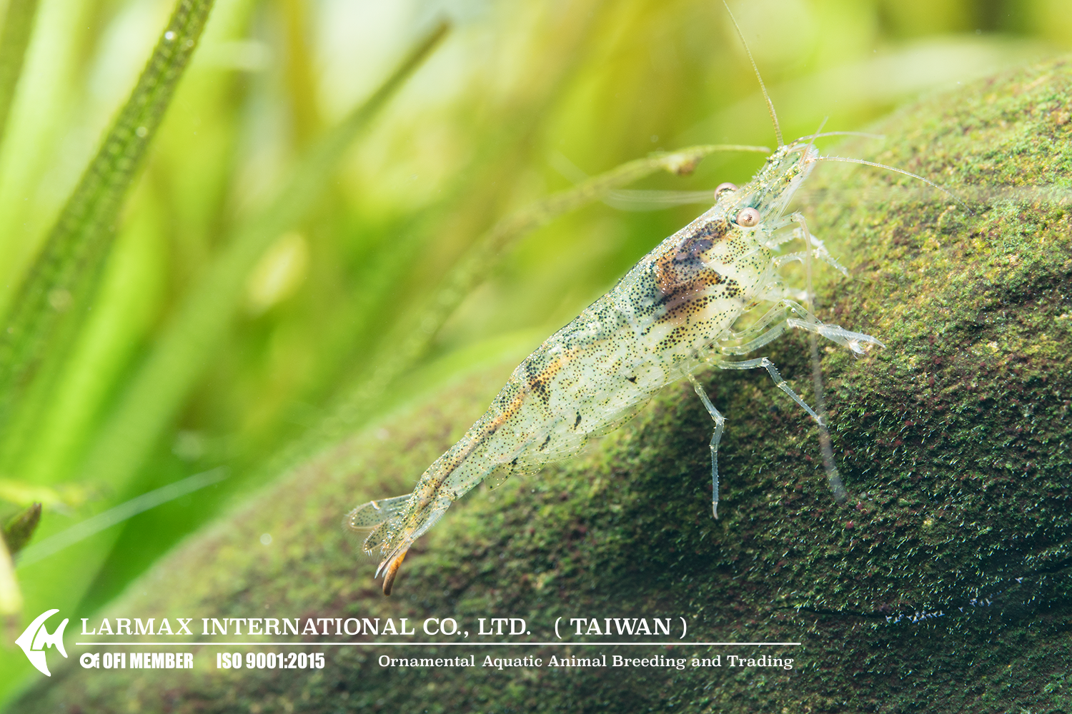 Cleaner Shrimp(Mix)