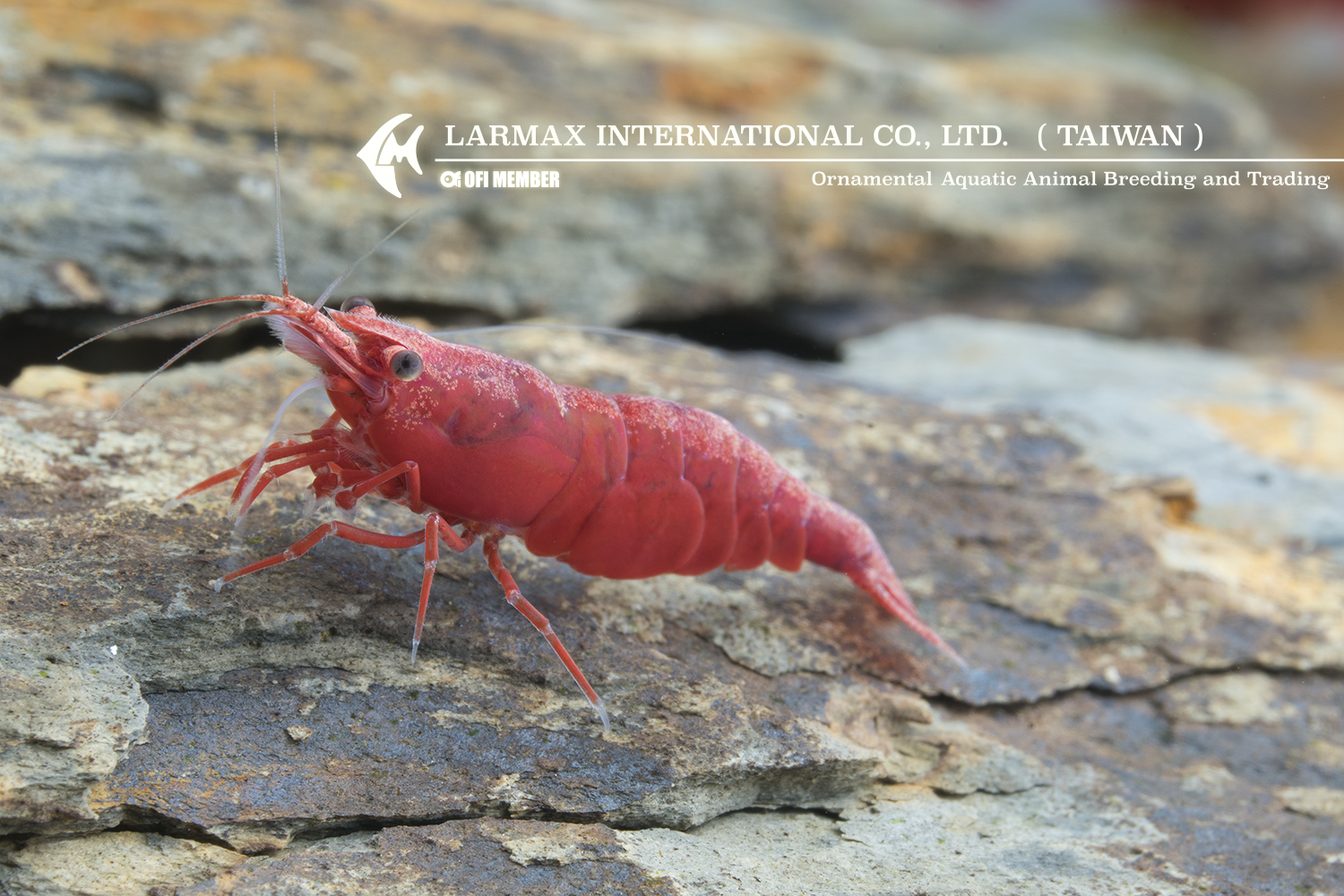 Fire Shrimp(Female)