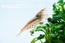 Captive-Bred White Amano Shrimp