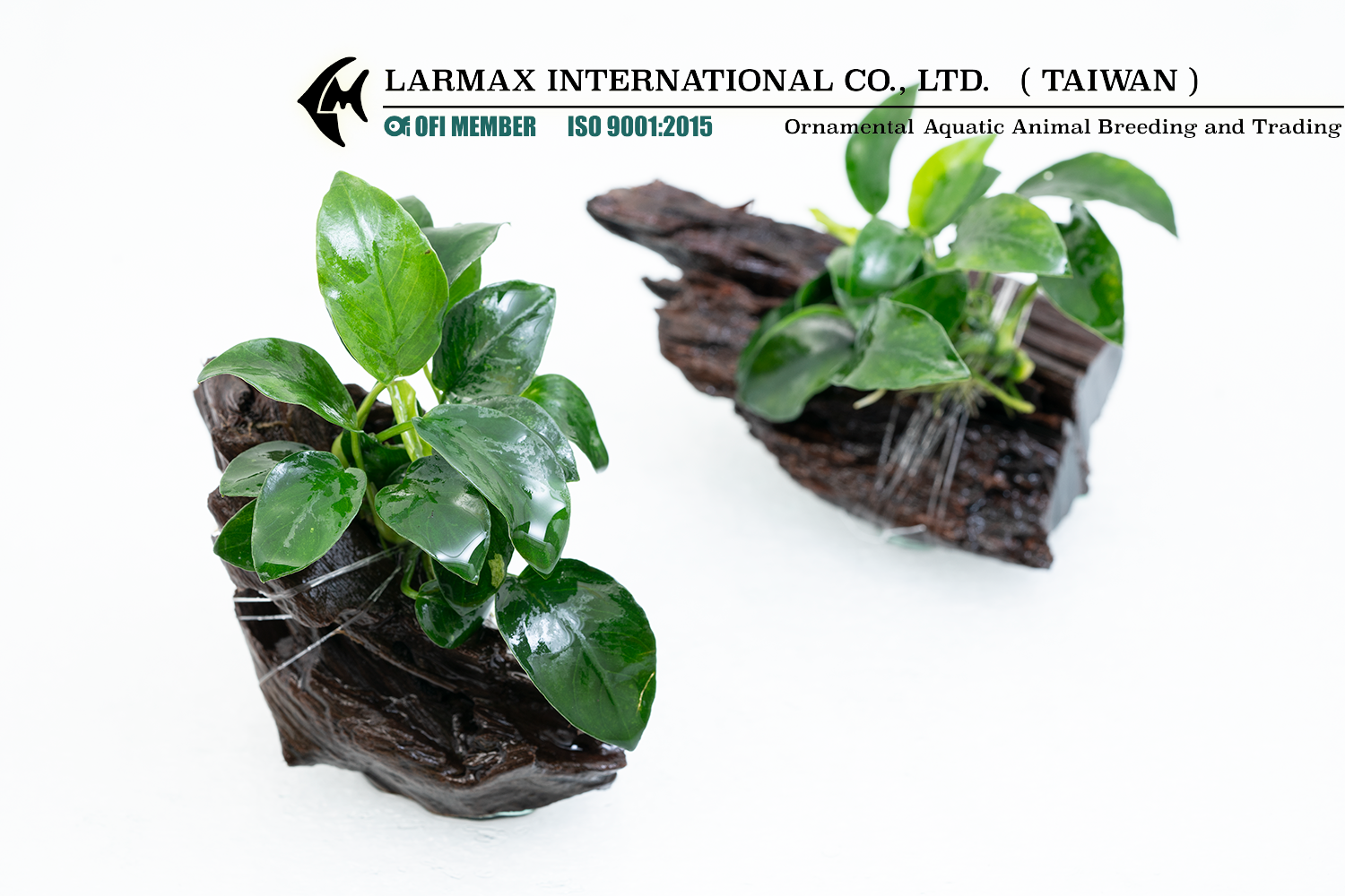 Anubias barteri "Petite"