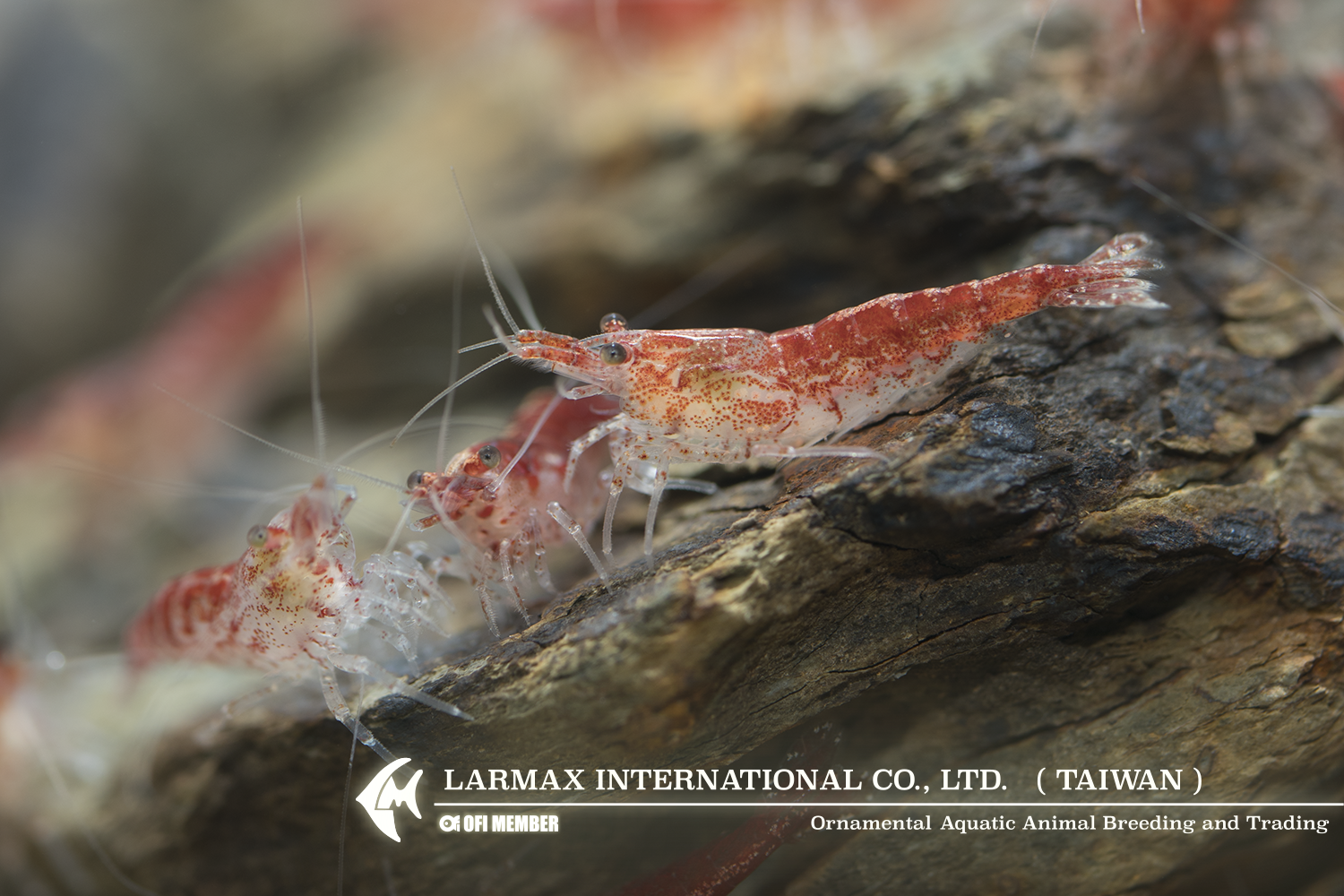 Rose Shrimp(Male)