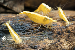 Ultra Gold（Female）