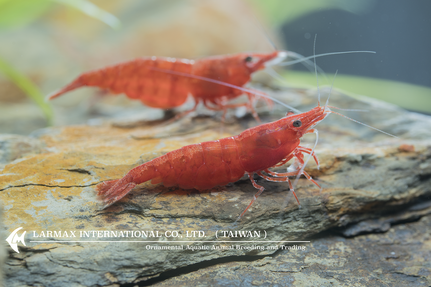 Rose Shrimp(Female)