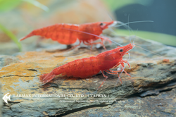 Rose Shrimp（Female）