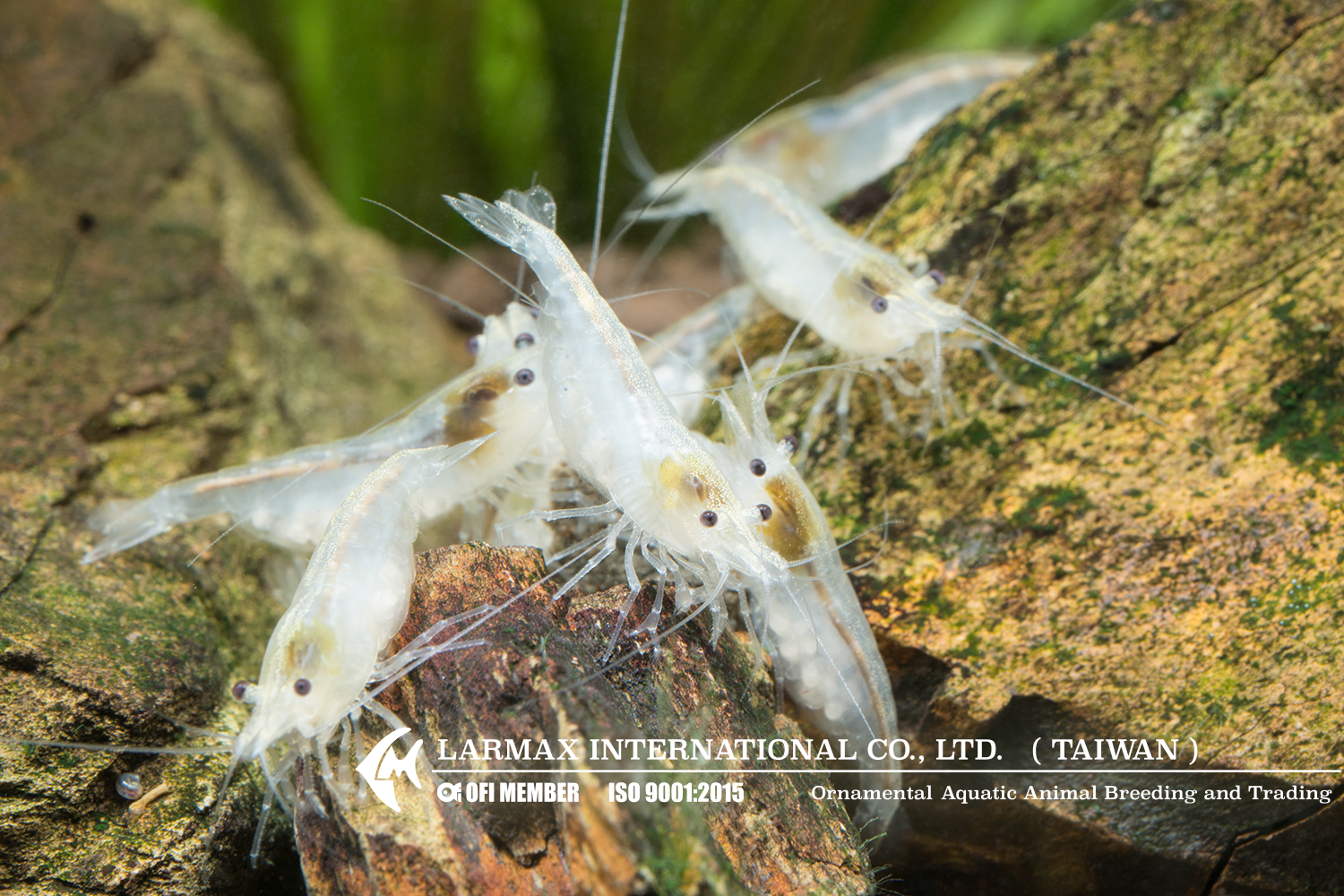 Snow Ball(Female)