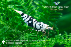 Black Fancy Tiger
