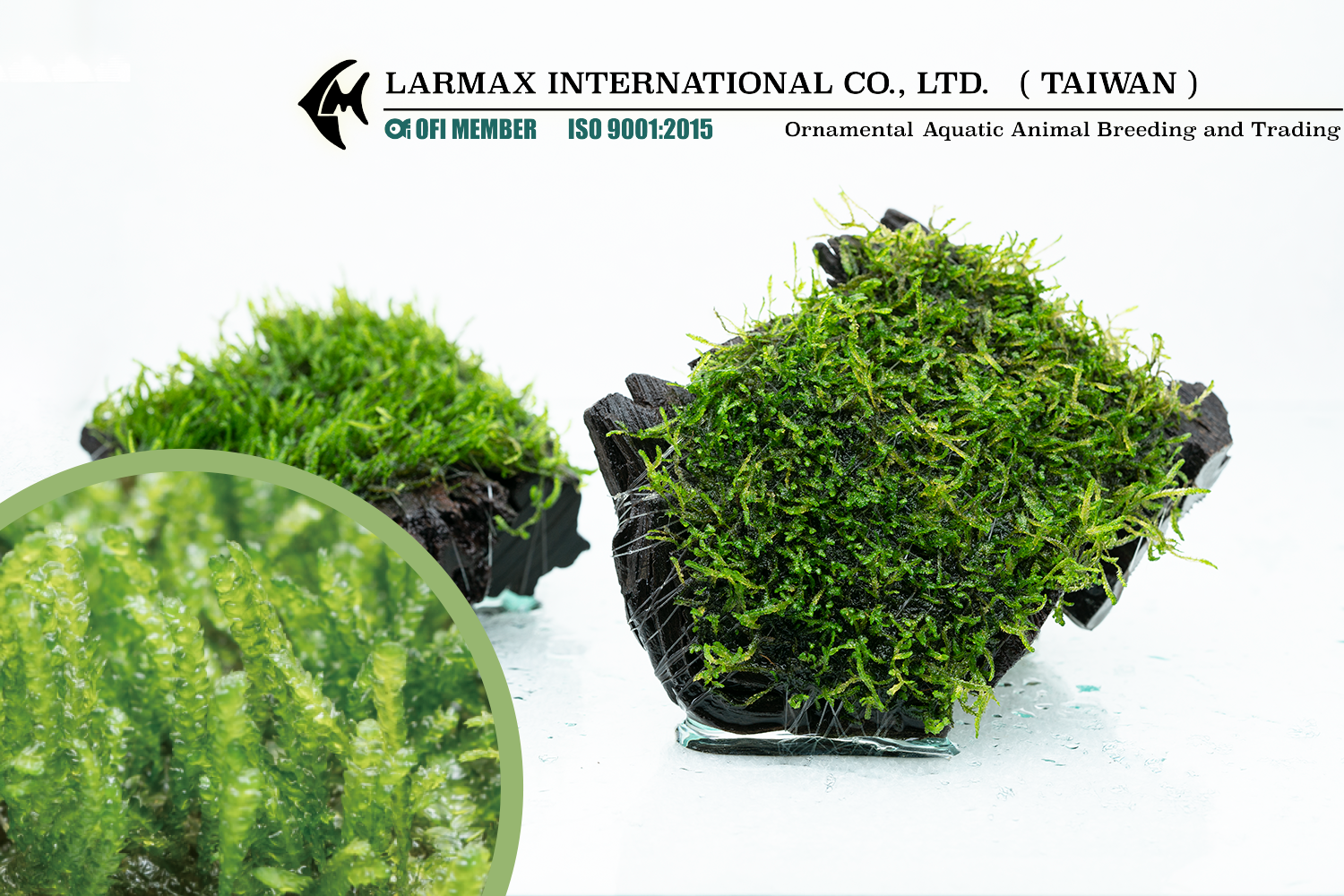 Taxiphyllum sp. "X'mas"
