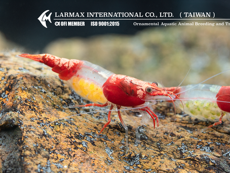 火山琉璃 — 精準育種與野性美學的交會