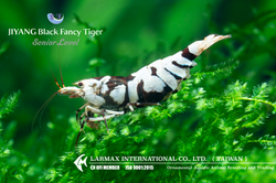 Black Fancy Tiger