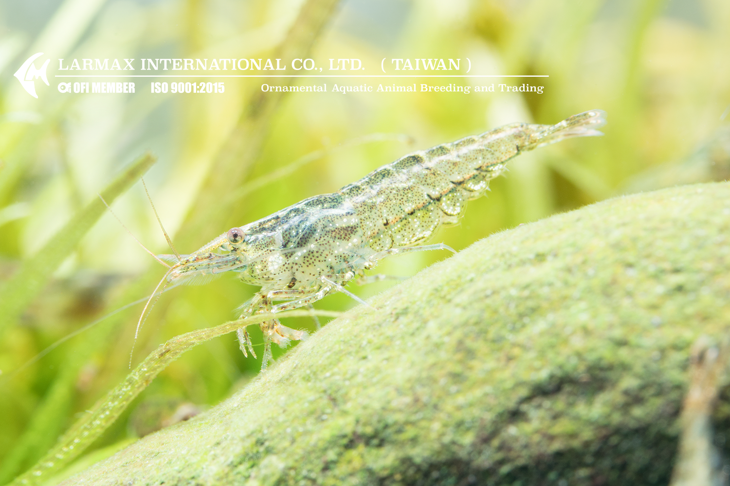 Cleaner Shrimp(Mix)
