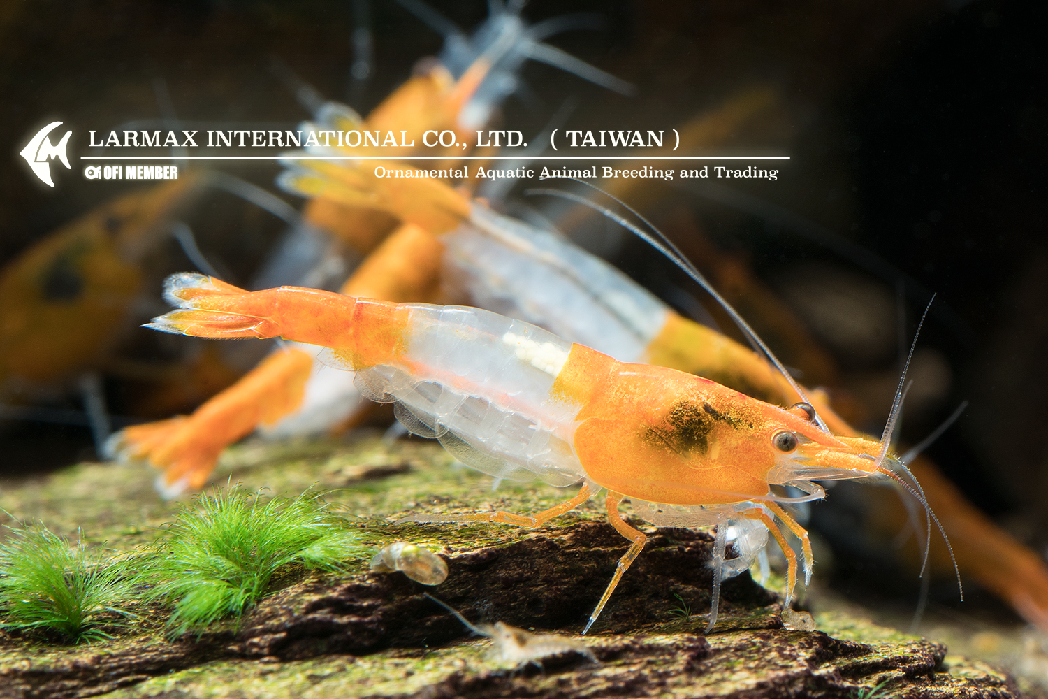 Orange Rili(Female)