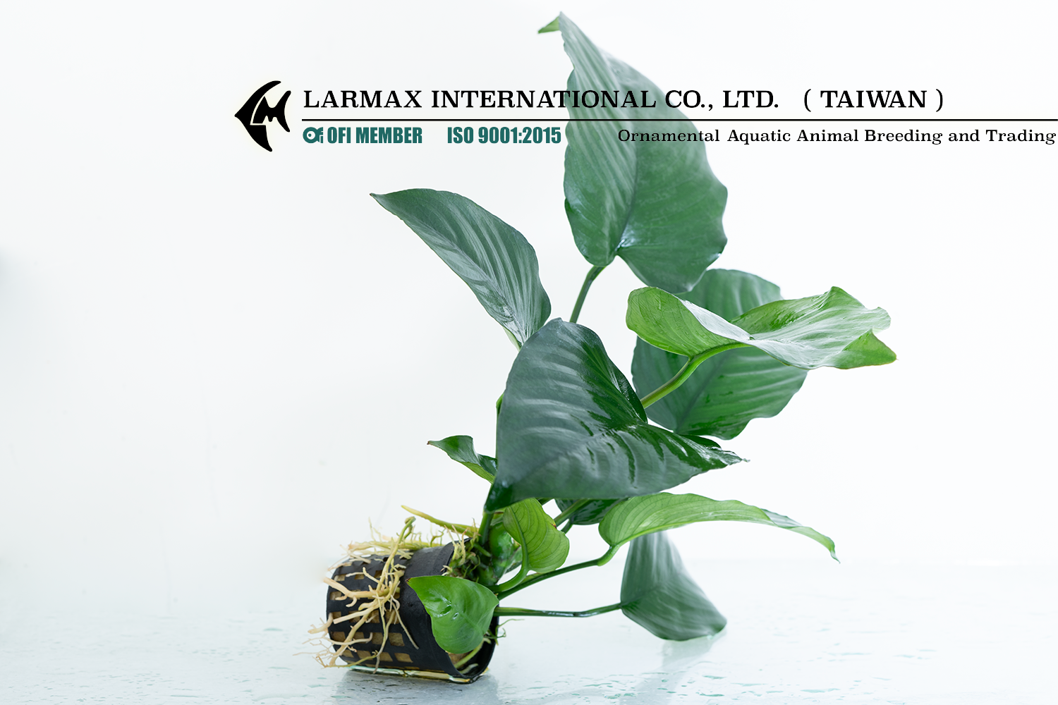 Anubias barteri "Large"