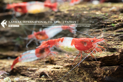 Red Rili（Female）