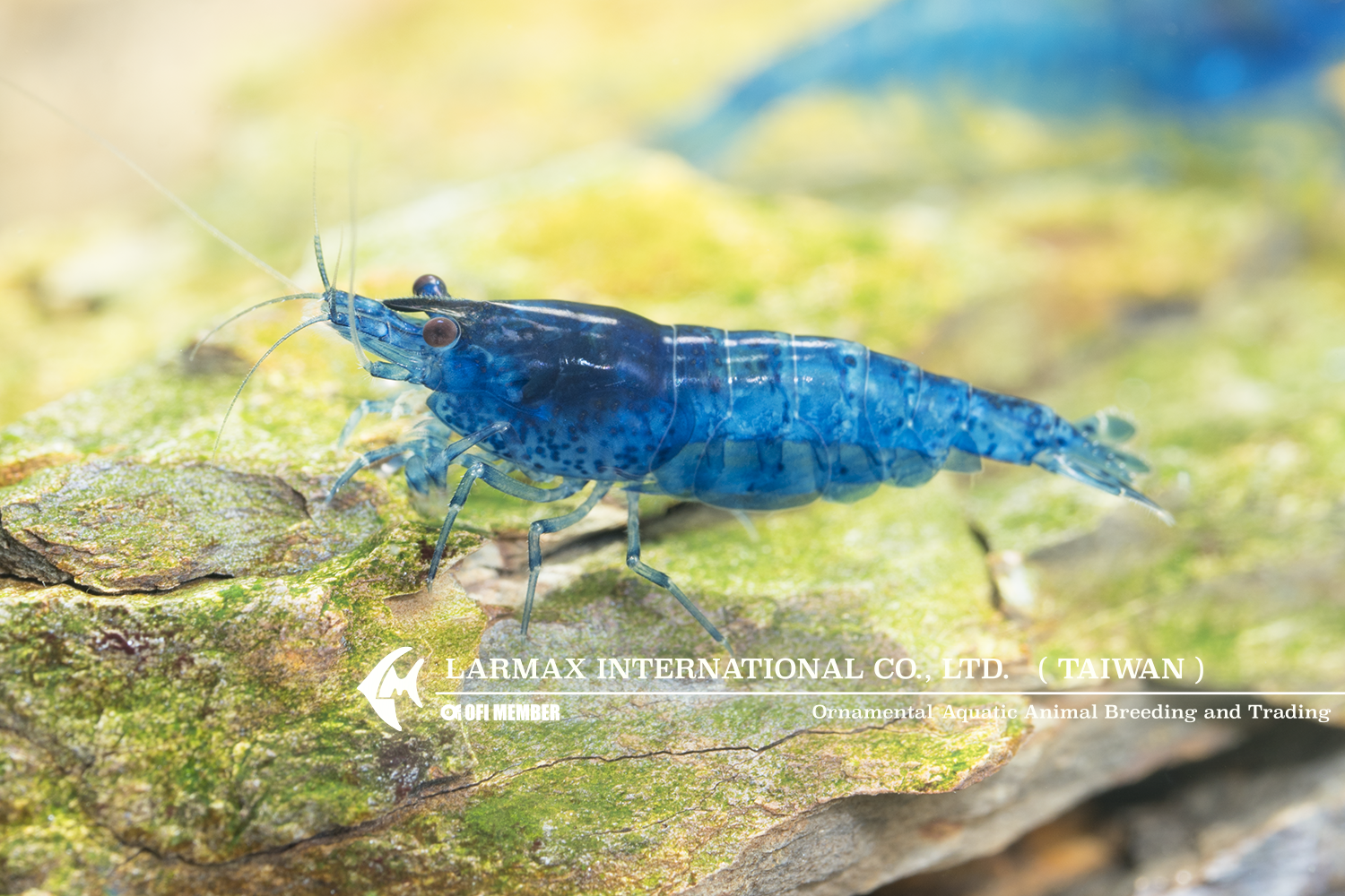 Ultra Blue(Female)