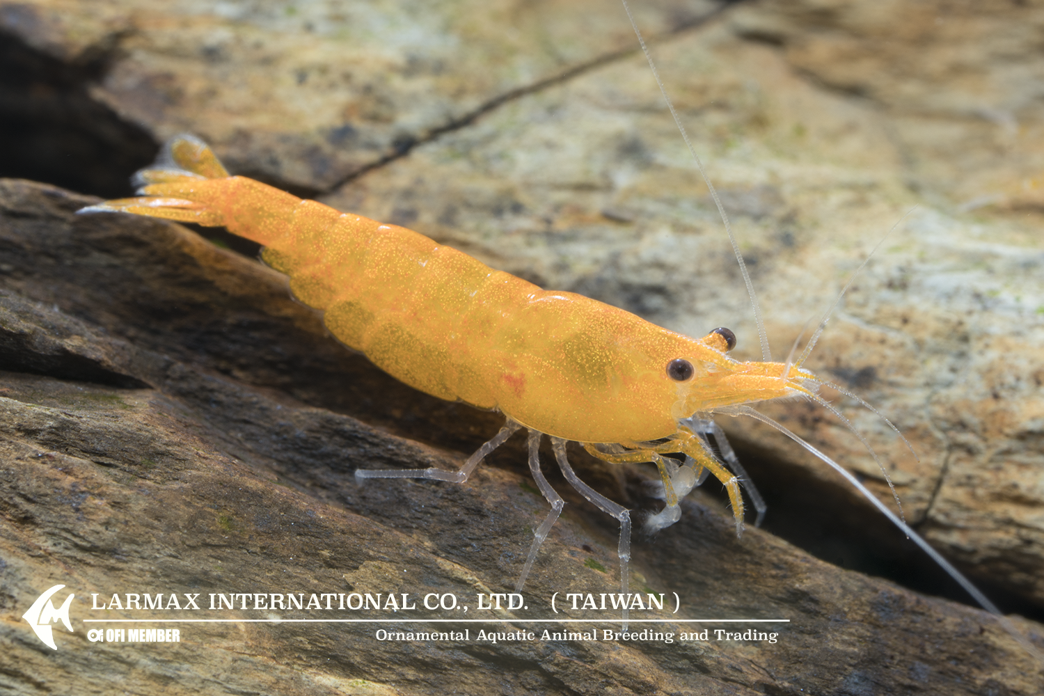 Sunkist(Female)