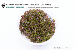 Rotala sp. “Singapore“