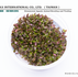 NEW TISSUE CULTURE RELEASE !! Rotala sp. "Singapore”