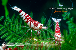 Red Fancy Tiger