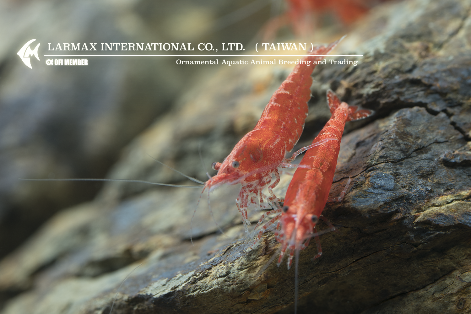 Rose Shrimp(Female)