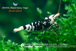 Black Fancy Tiger