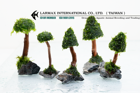 CATALOG UPDATED:WATER PLANTS