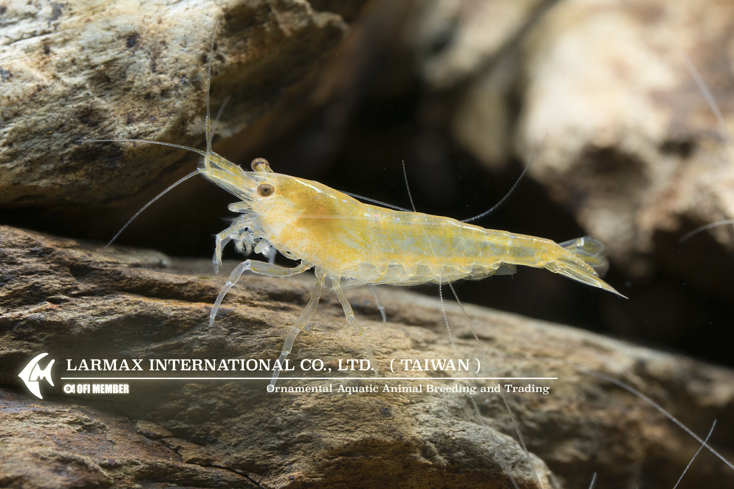 Gold Shrimp(Mix)